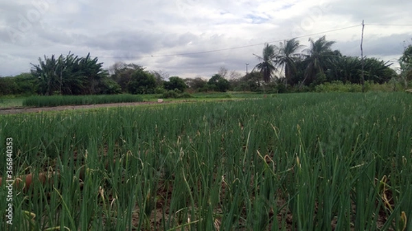 Obraz vegetable garden