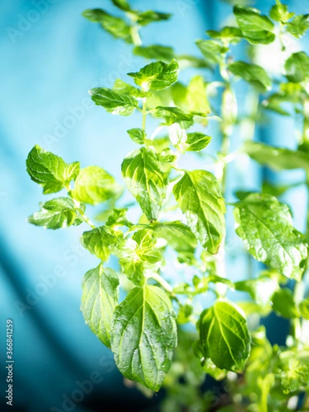 Obraz fresh green leaves