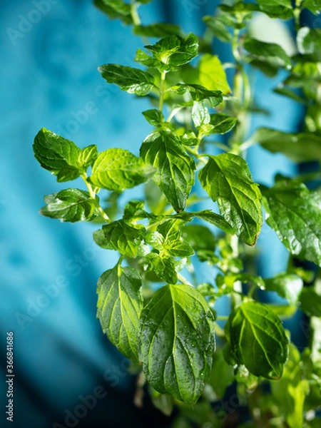 Obraz fresh mint leaves