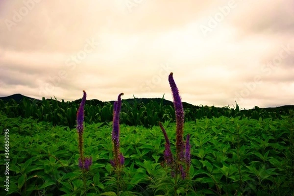 Obraz 空と広大な畑と奇妙な植物