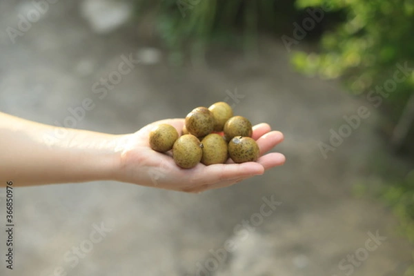 Obraz ręka trzymająca longana