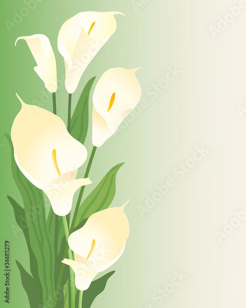Obraz calla lillies