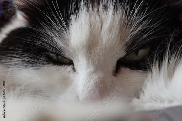 Obraz cat eyes close up