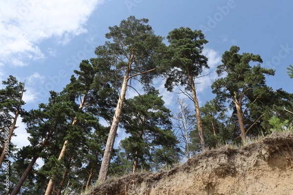 Obraz pine tree and blue sky