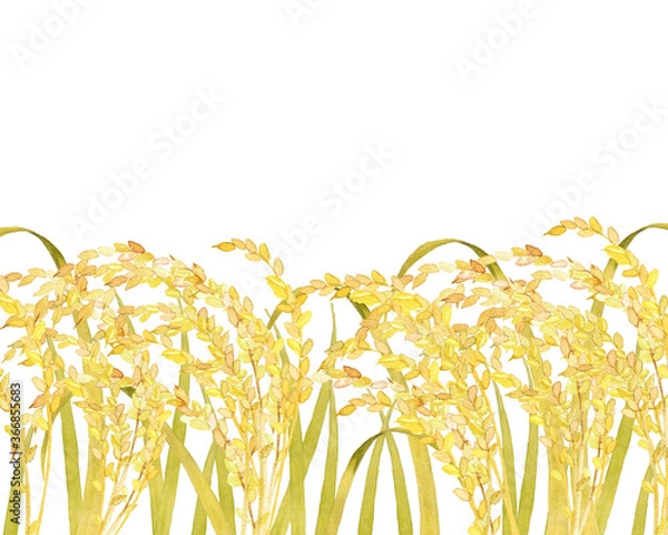Fototapeta 実った稲の水彩画