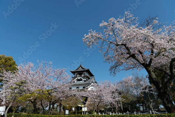 Obraz 城と桜（犬山城）