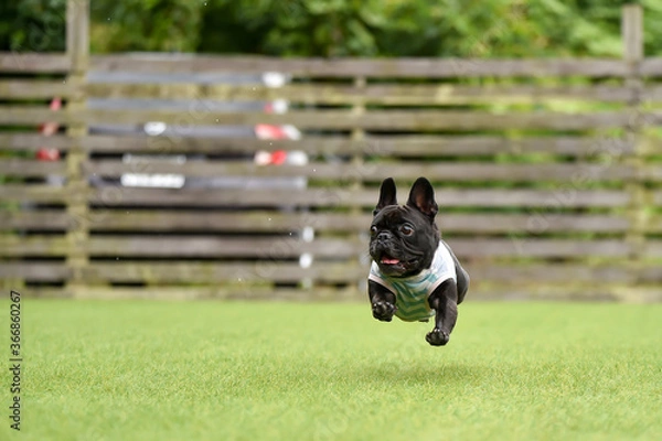 Fototapeta ドッグランで遊ぶボストンテリア