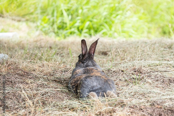 Fototapeta a chubby rabbit with fur of mixed grey and brown colour laying on dry grass field under the shade back facing you having a cool down nap