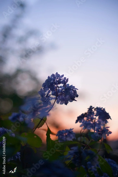 Fototapeta 紫陽花