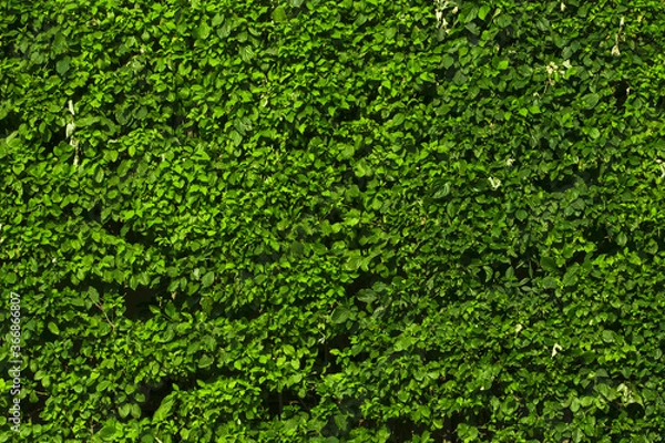 Obraz Backdrop of green leaves natural wall. Decoration, garden.  Decorative wall with green leaves.