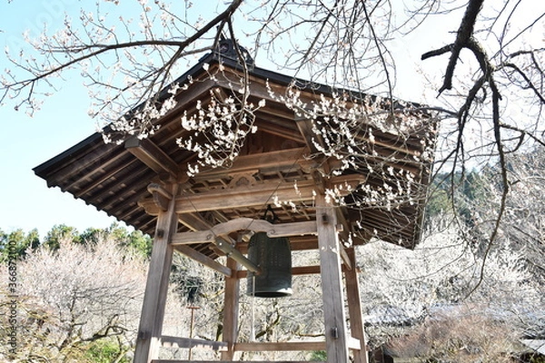 Obraz 徳雲院の梅と釣鐘