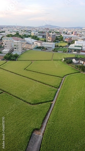 Obraz 田んぼのモザイク模様