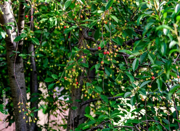 Fototapeta Morello cherry tree with unripe sour cherries. Scientific name Prunus Cerasus and family Rosaceae.