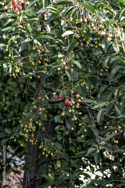 Fototapeta Sour cherry tree with unripe cherries. Also known as Morello Cherry. Scientific name Prunus Cerasus and family Rosaceae.