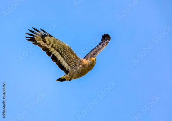 Fototapeta カンムリワシ