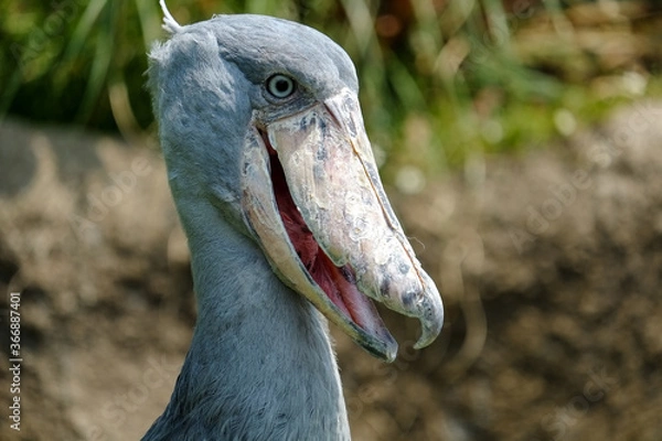 Obraz ハシビロコウ