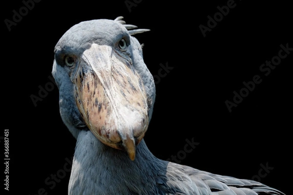 Obraz ハシビロコウ