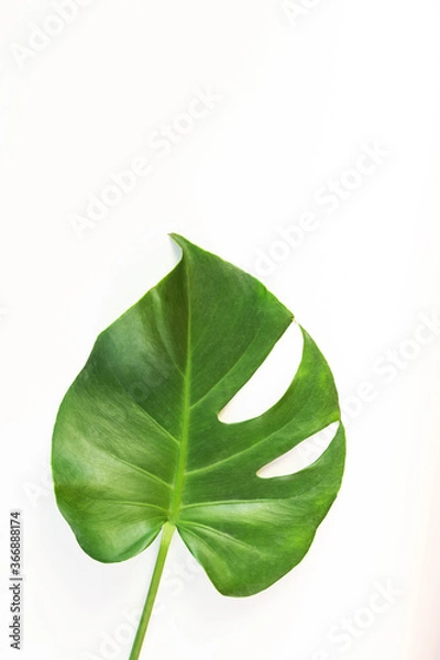 Fototapeta Monstera leafs lay on white background. Summer background concept.