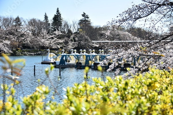 Obraz 東京都 井の頭公園 桜の季節