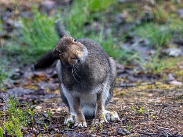 Fototapeta Ten uroczy harer W3AS zaniepokojony mnóstwem komarów, podobnie jak ja. Śmierzała aury, aby się ich pozbyć. Zamiast tego użyłem sieci.