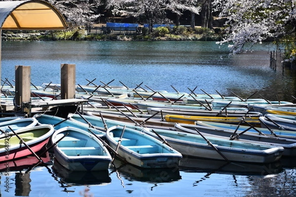 Obraz 東京都 井の頭公園 桜の季節