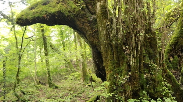 Fototapeta 森の主と苔