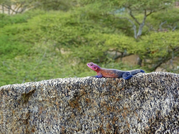 Fototapeta Agama mwanzae