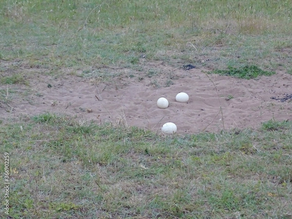 Obraz Struthio camelus massaicus