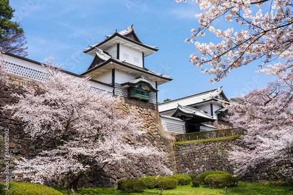 Obraz 春の金沢　満開の桜と金沢城