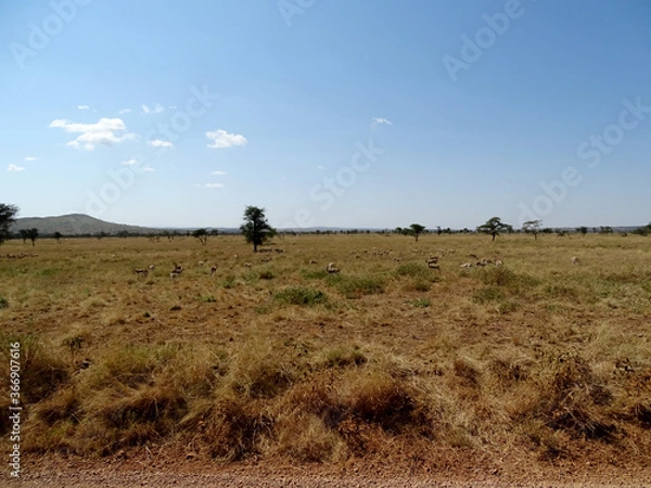 Obraz Eudorcas thomsonii