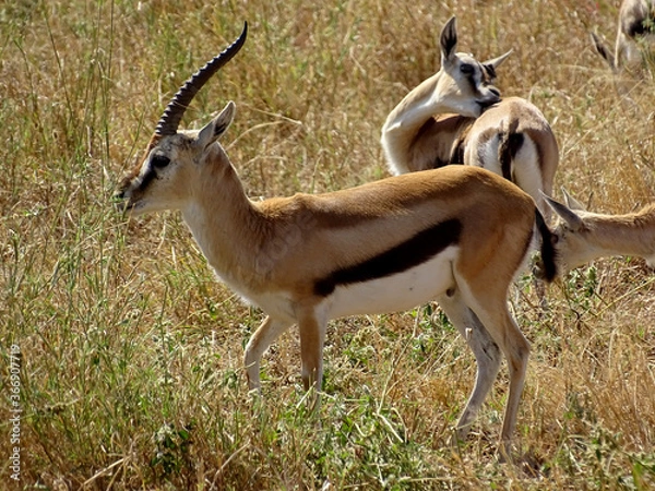 Obraz Eudorcas thomsonii