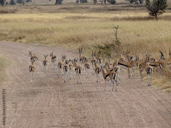 Obraz Eudorcas thomsonii