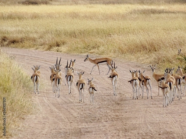 Obraz Eudorcas thomsonii