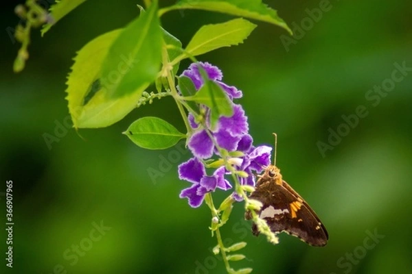 Obraz Just visiting.