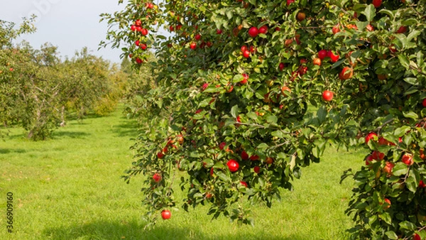 Fototapeta Beautiful, delicious, red apples in the branches. Ecological farm. Latvia