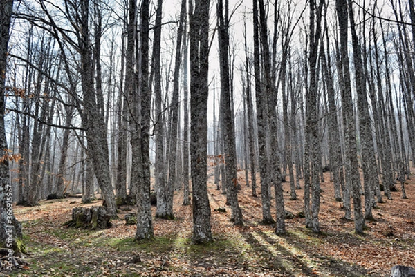 Obraz forest in autumn