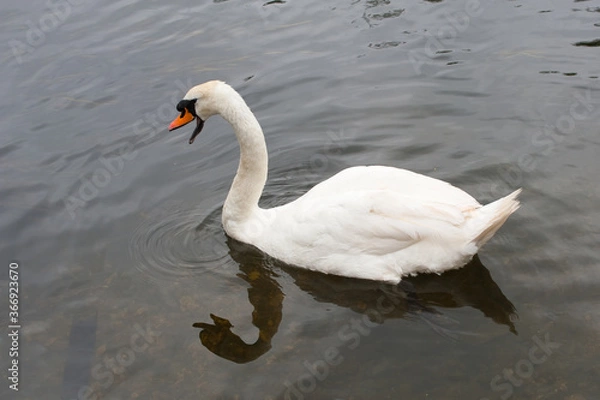 Obraz white swan on the water with reflection 