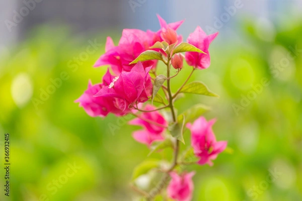 Fototapeta Bright pink bougainvillea blossoming in the park in Abu Dhabi, UAE