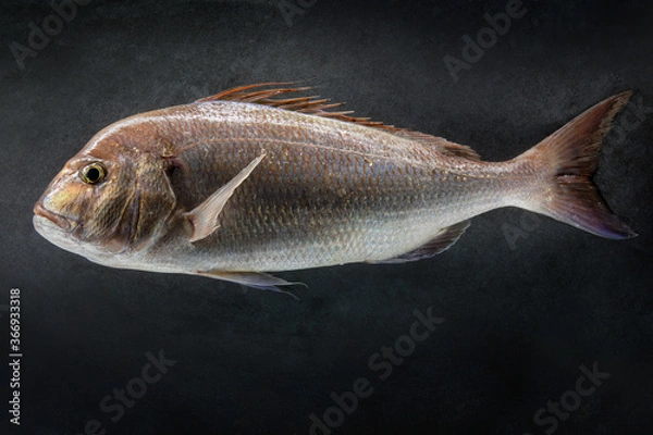 Obraz Common seabream on a dark stone background.