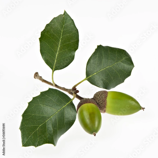 Obraz Steineiche, Eicheln mit Blättern, isoliert I