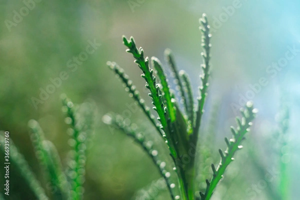 Obraz Macro close-up of plant. Textured nature abstract background.