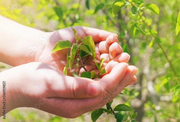 Obraz Kids hand holding young branch of bush with sunlight on green nature background. Concept of ecology and love of nature.