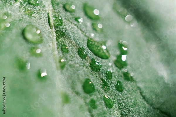 Obraz Fresh green leaf with dew drops closeup. Abstract nature background.