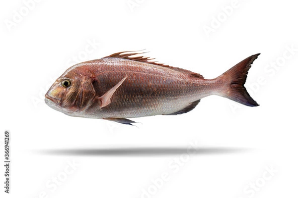 Obraz Fresh Common seabream on a white background