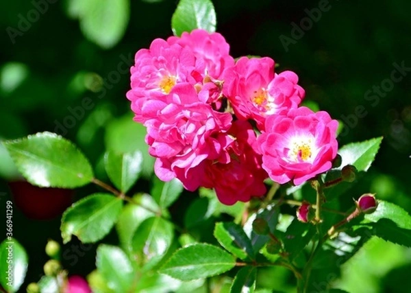 Fototapeta Bush with blooming pink roses