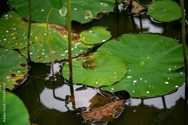 Obraz  frog  lotus leaf  animal  insect