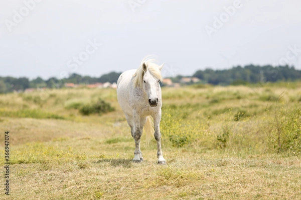 Obraz Noirmoutier island 