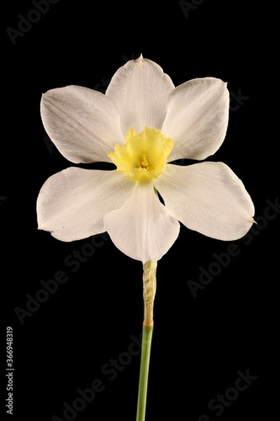 Fototapeta Primrose-Peerless (Narcissus x medioluteus). Flower Closeup