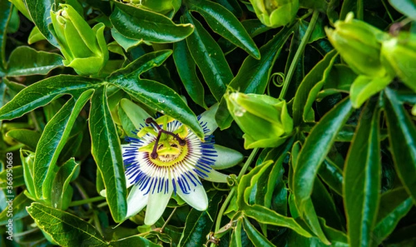 Obraz flower green nature