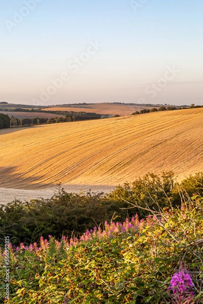 Fototapeta A South Downs Landscape with Evening Light